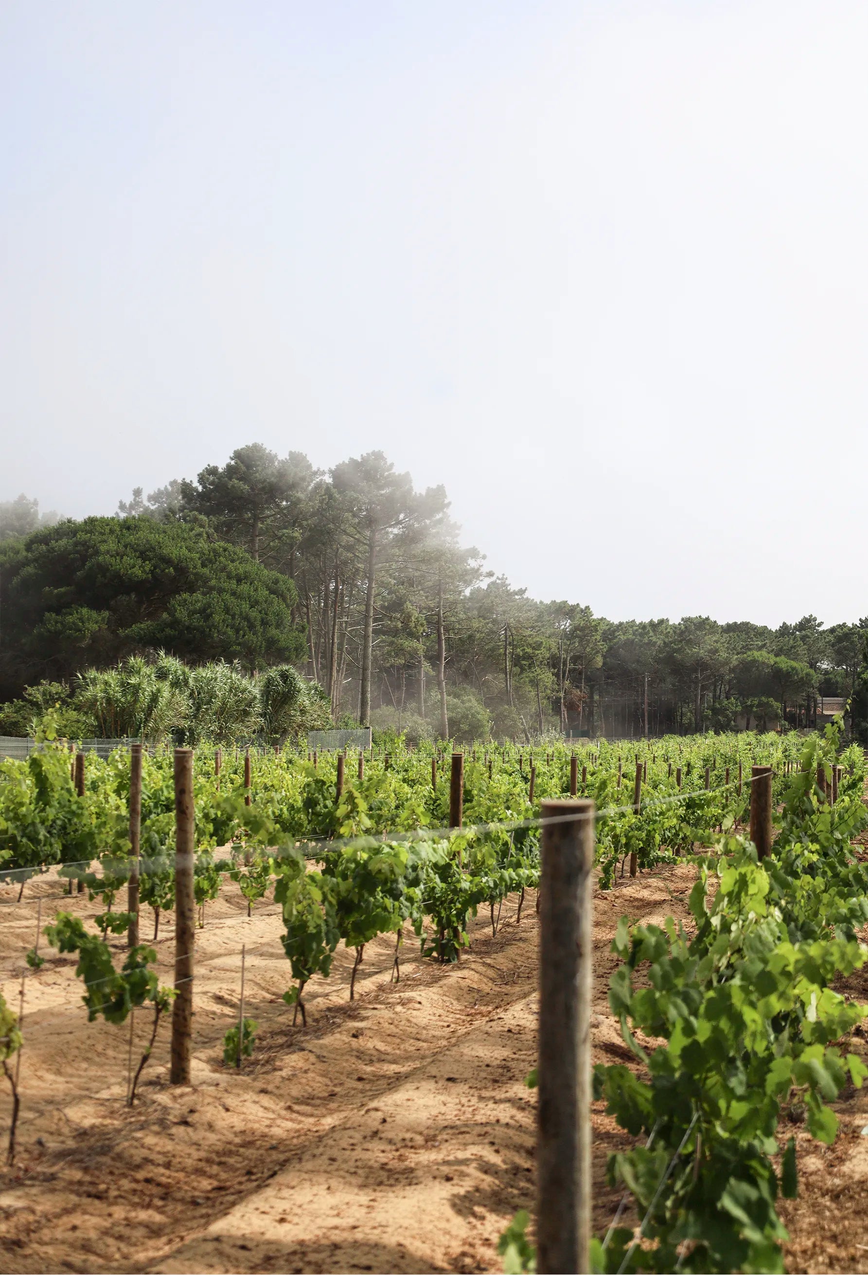Infinitude Wines