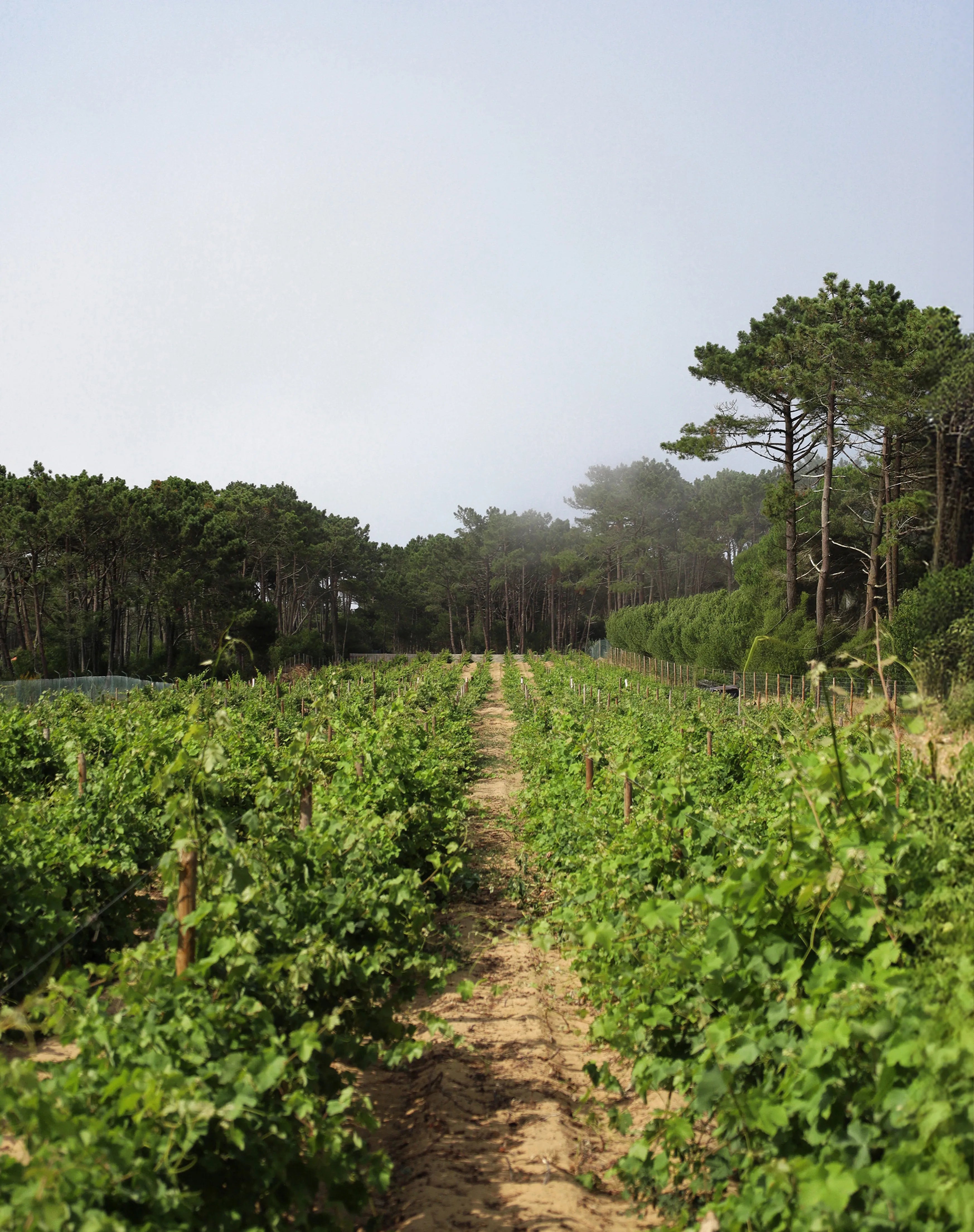 Infinitude Wines