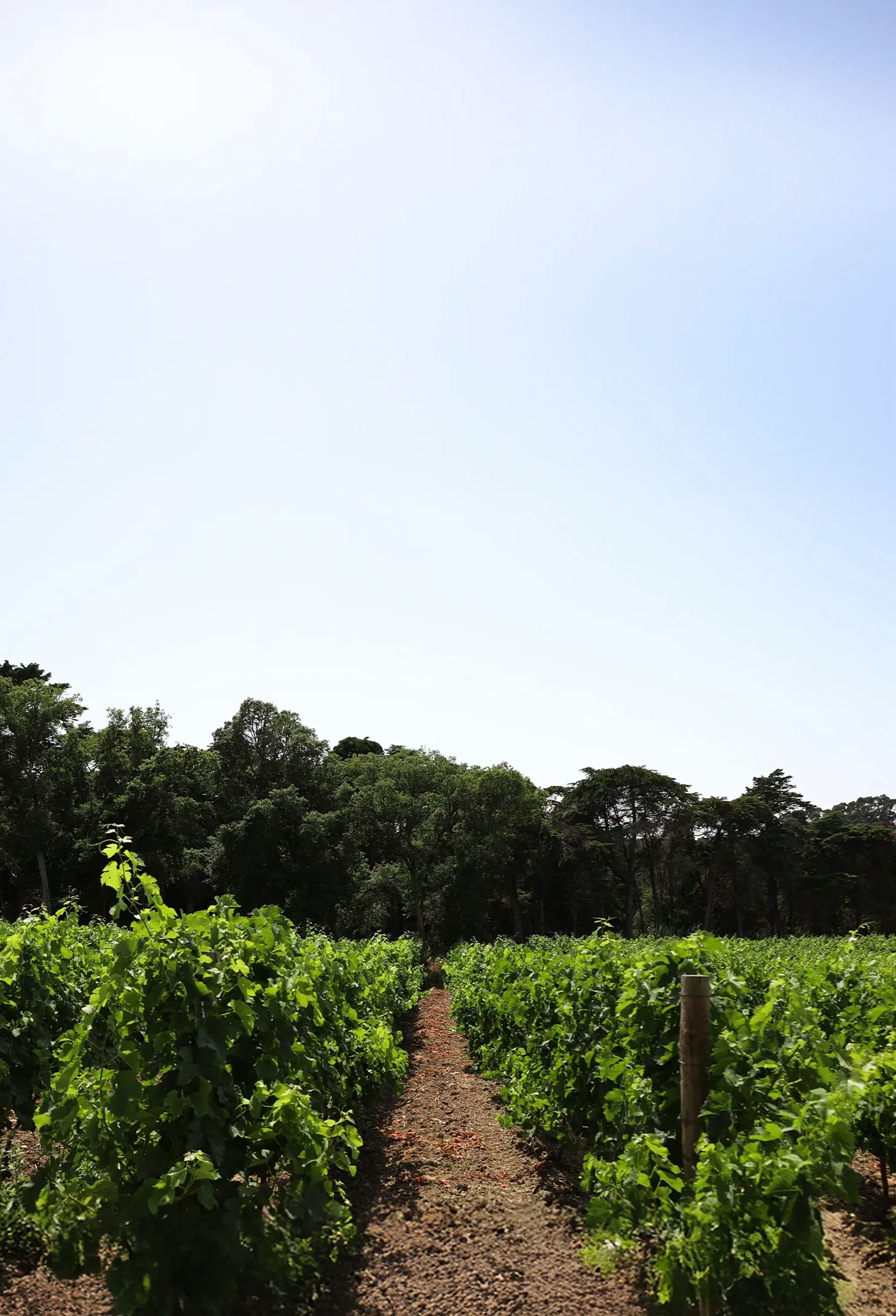 Infinitude Wines