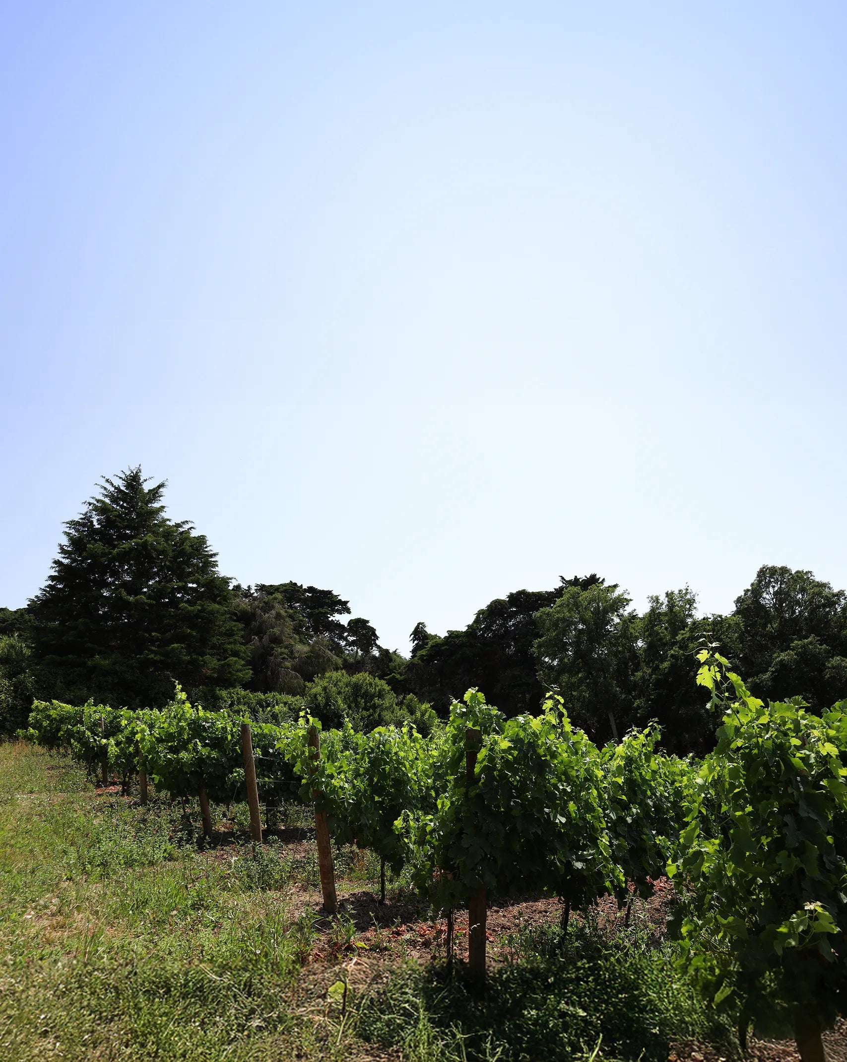Infinitude Wines