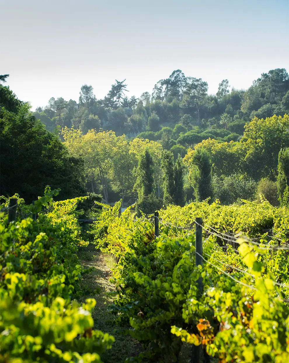 Infinitude Wines