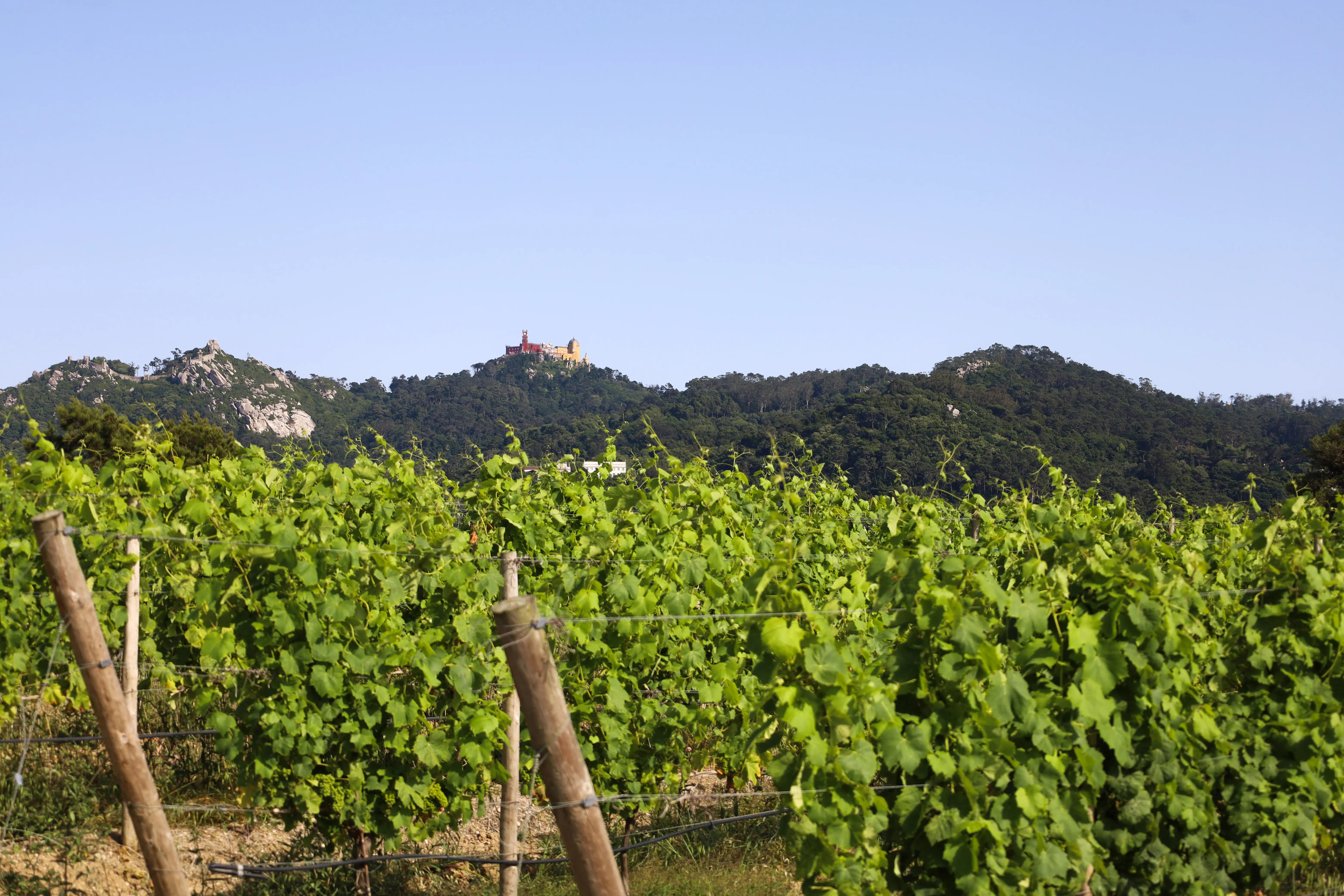 Infinitude Wines