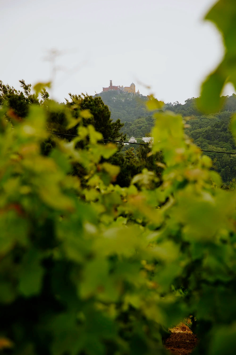 Infinitude Wines