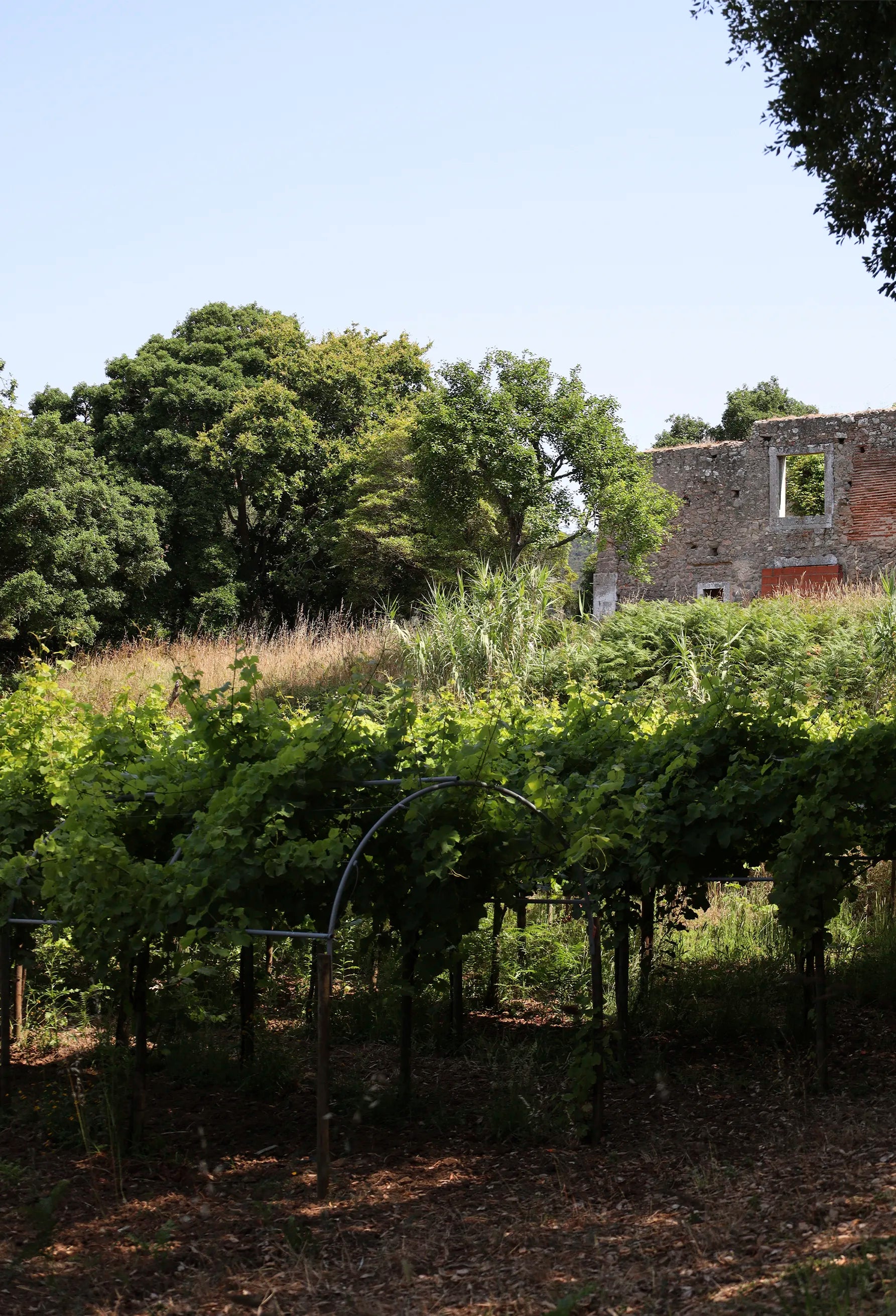 Infinitude Wines