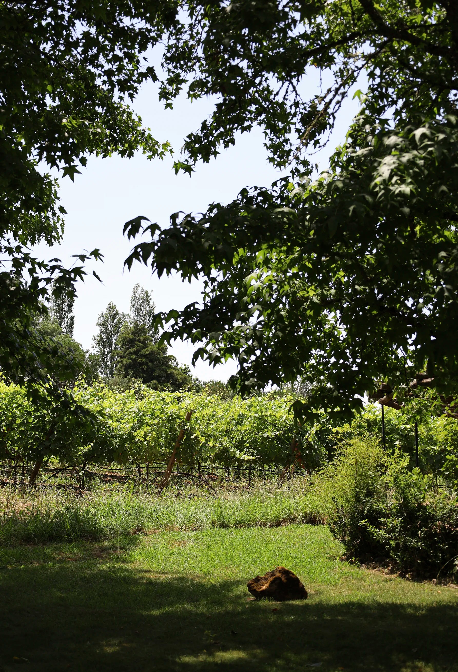 Infinitude Wines