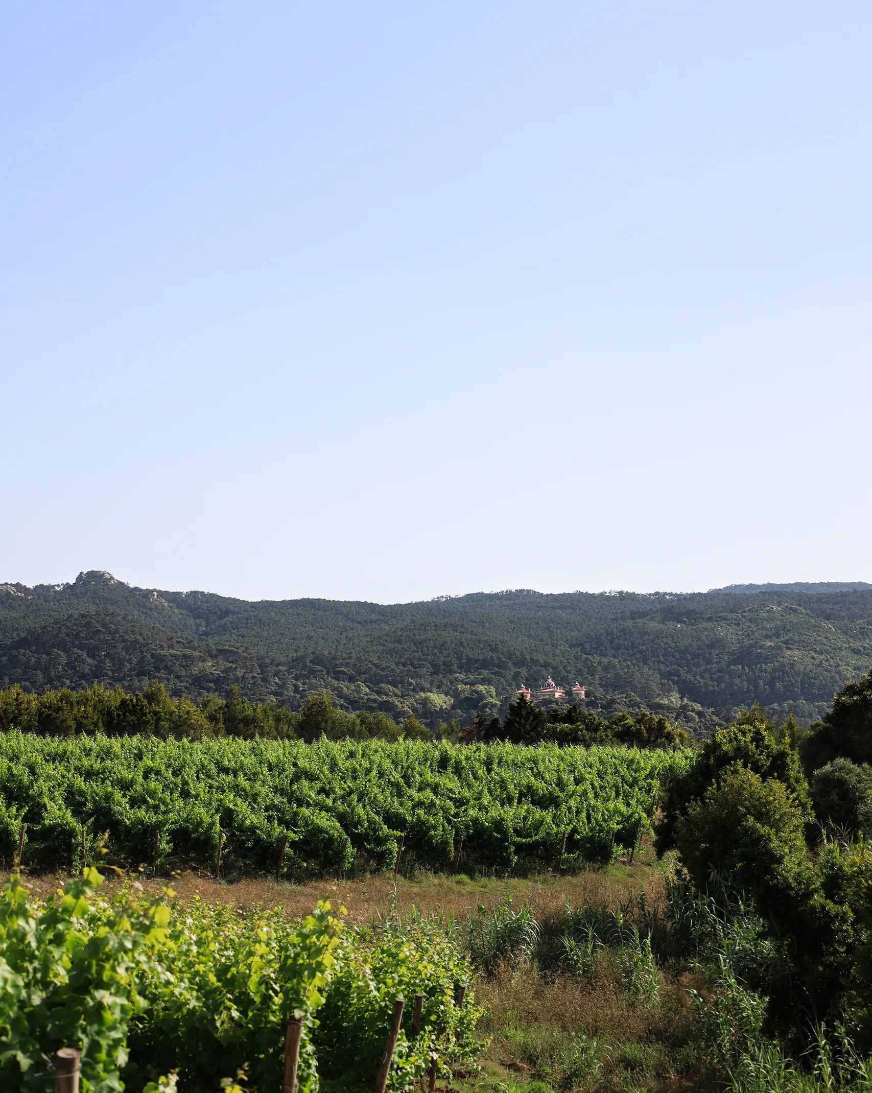 Infinitude Wines