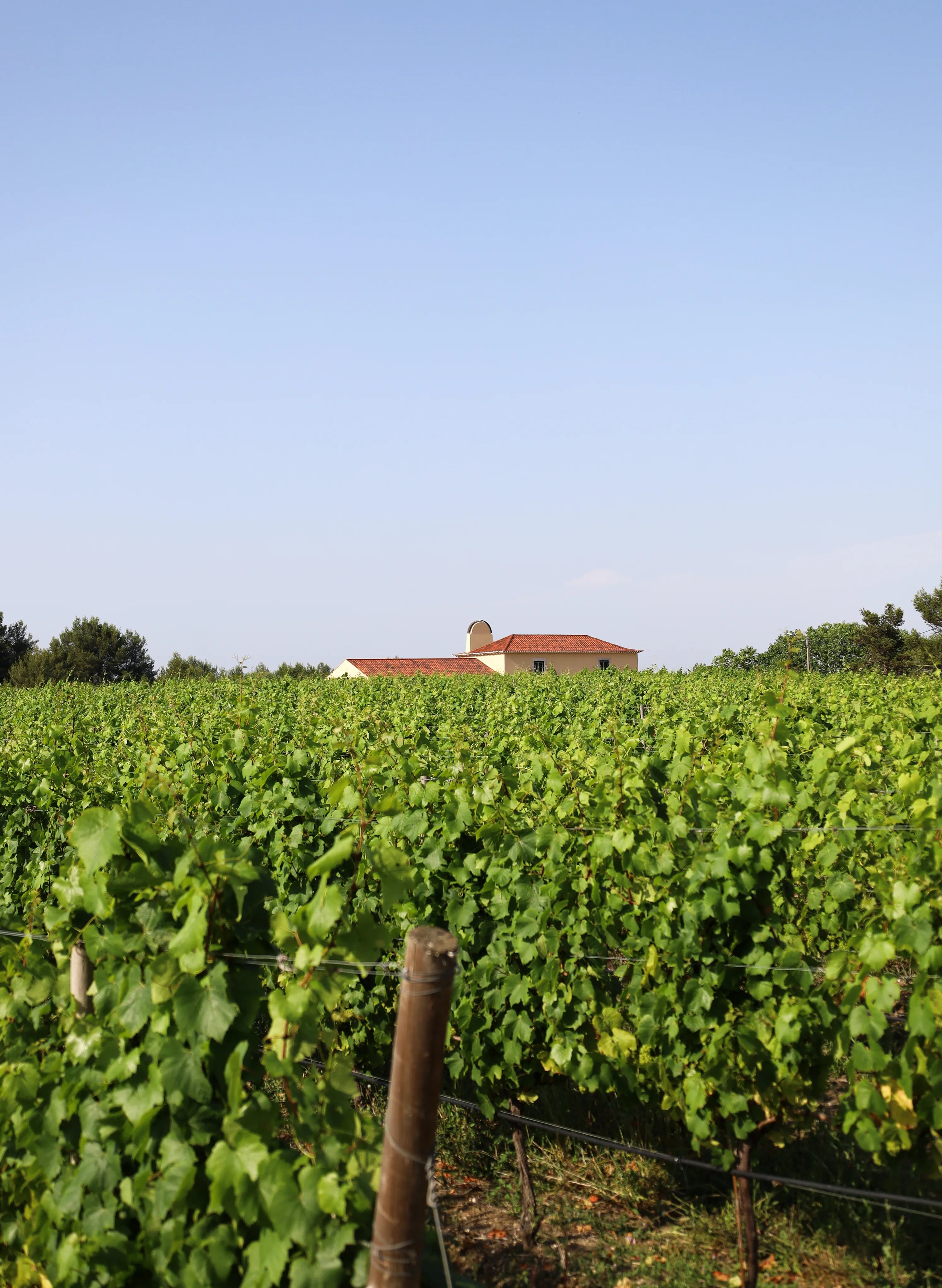 Infinitude Wines
