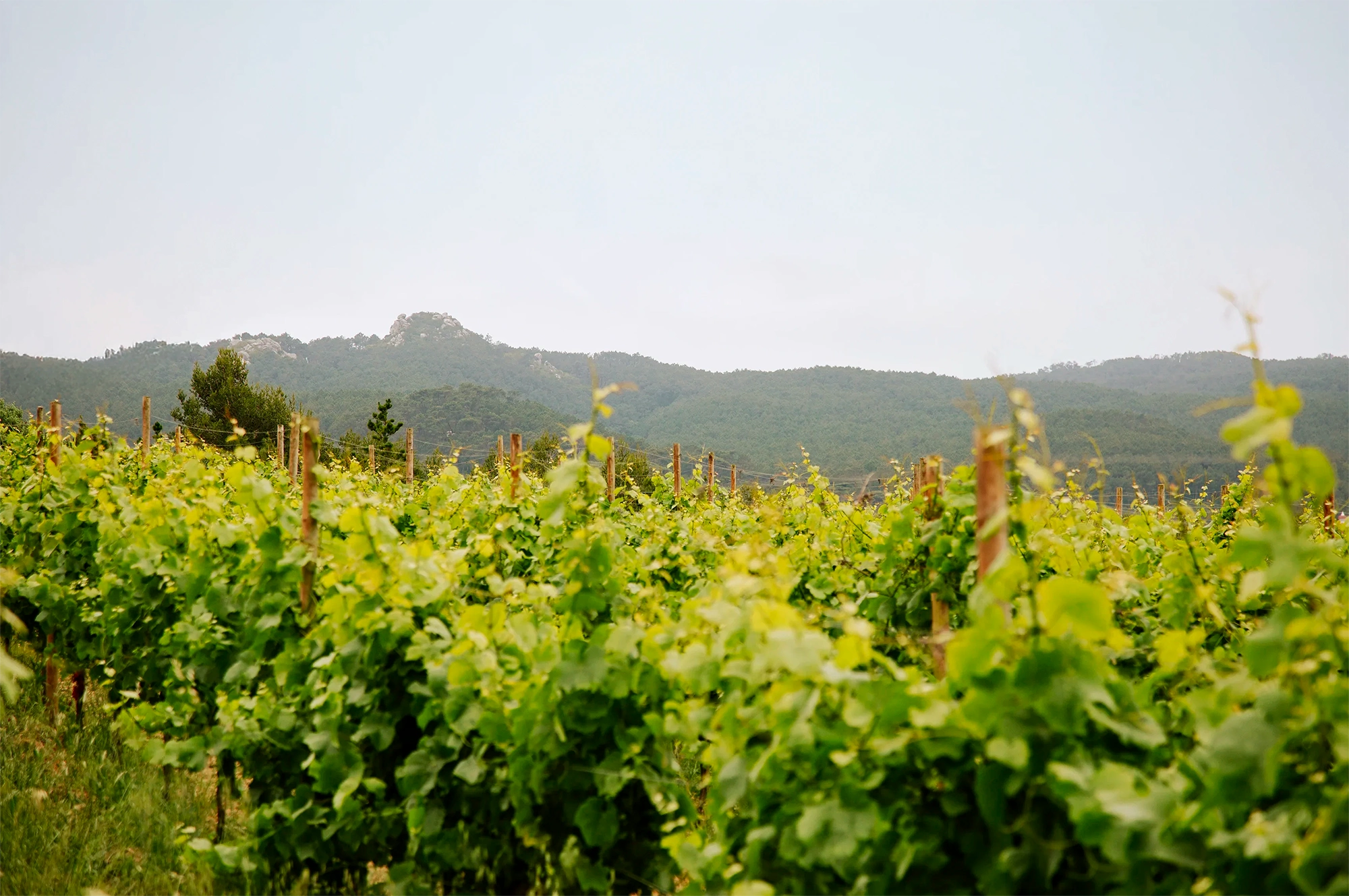 Infinitude Wines